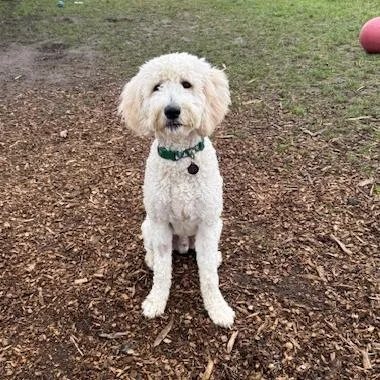 Will Ferrell thumbnail 5