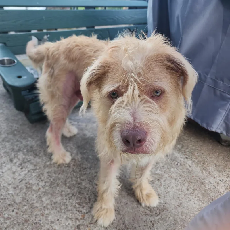 Archabald thumbnail 3