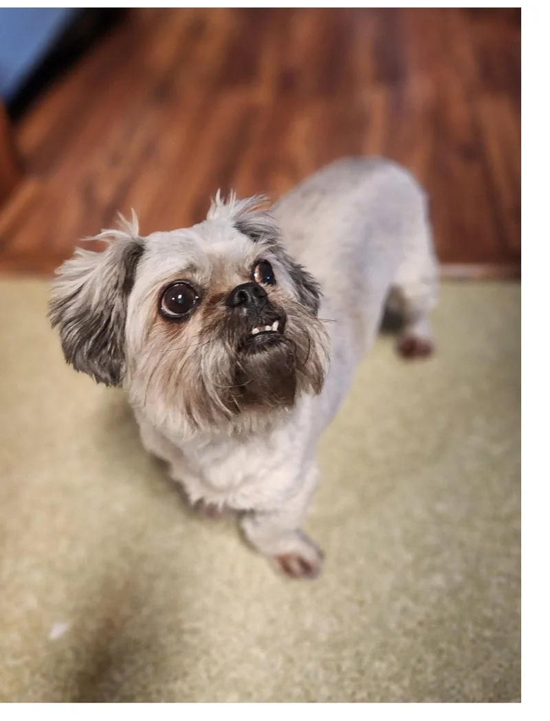 Cosmoscutest Underbite!