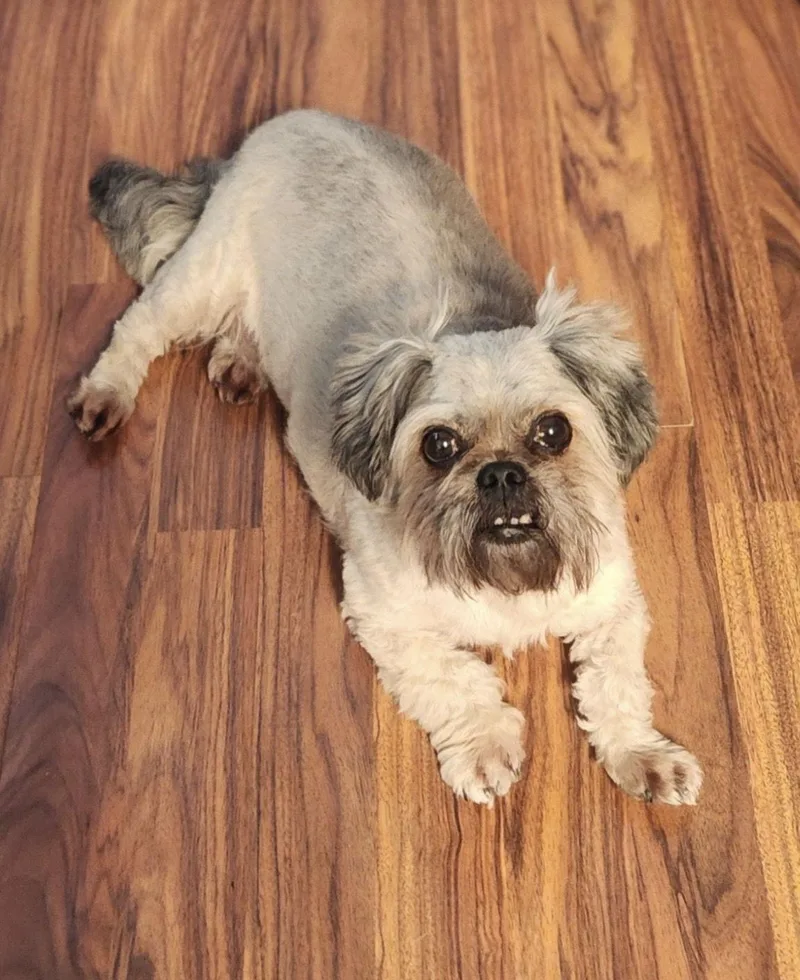 Cosmoscutest Underbite! thumbnail 2