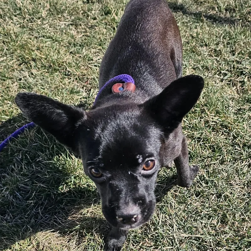 Betty Jo thumbnail 3