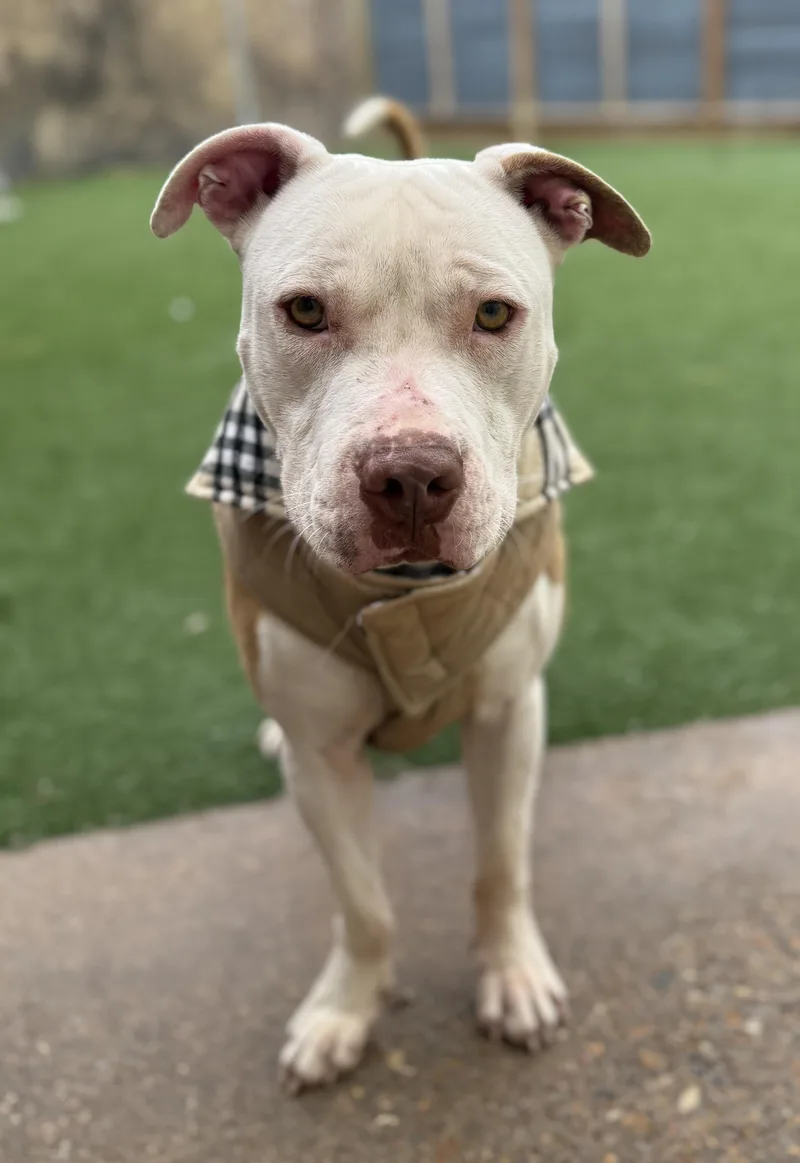 Daniel Tiger thumbnail 3