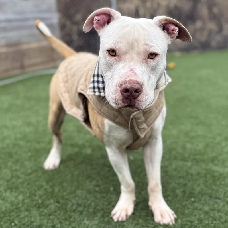 Daniel Tiger thumbnail 4