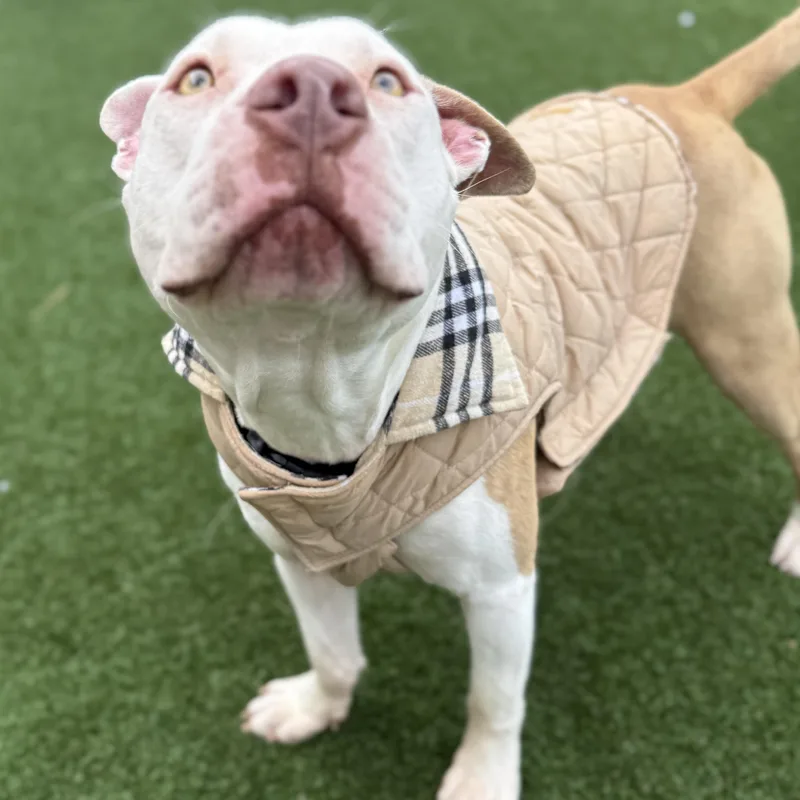 Daniel Tiger thumbnail 5