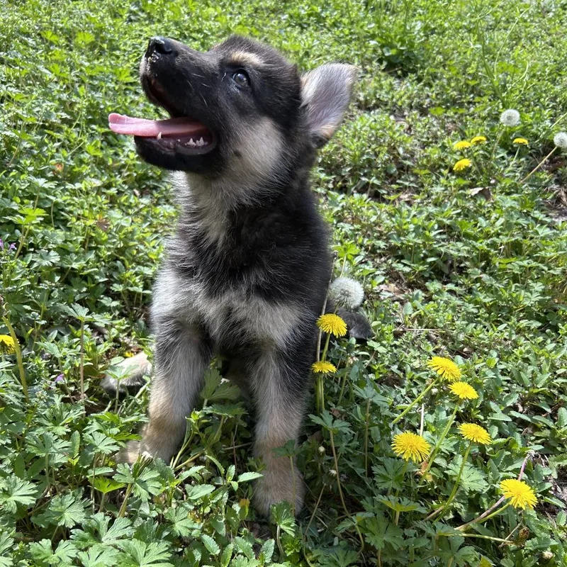 Bear Cub thumbnail 2