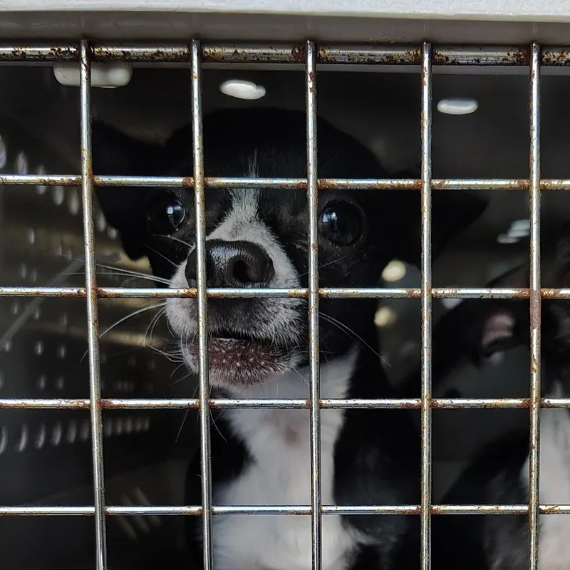 Don Juan thumbnail 2