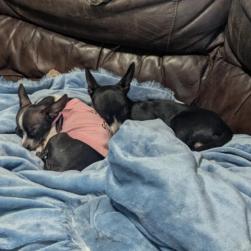 Don Juan thumbnail 3