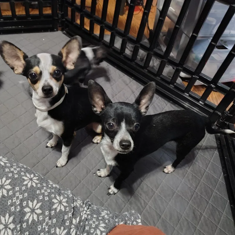 Don Juan thumbnail 4