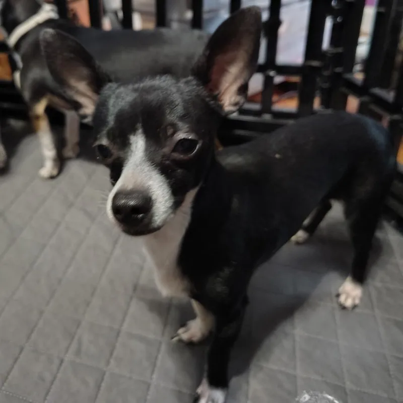 Don Juan thumbnail 5