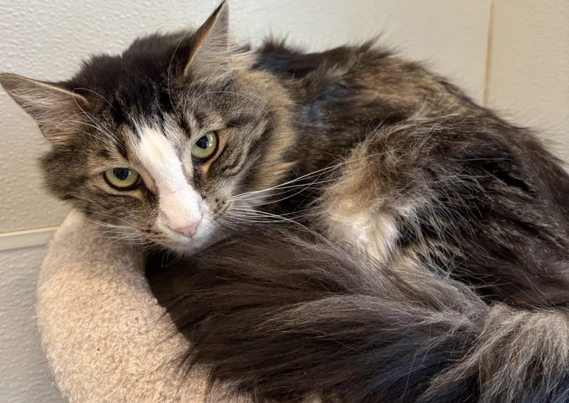 Kookie Bonded With Sasha