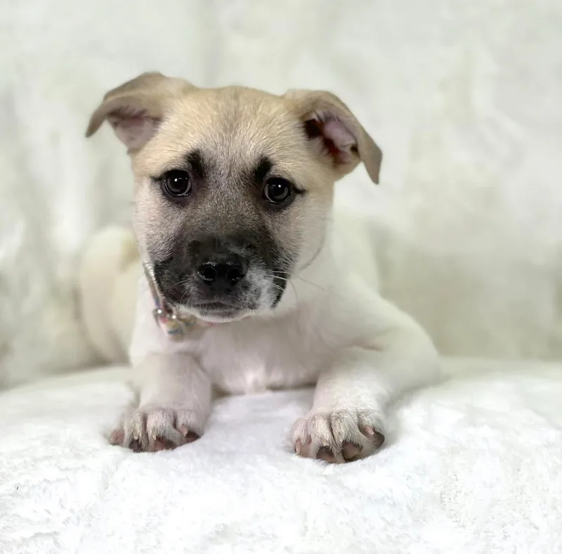 Potato Litter  Au thumbnail 2