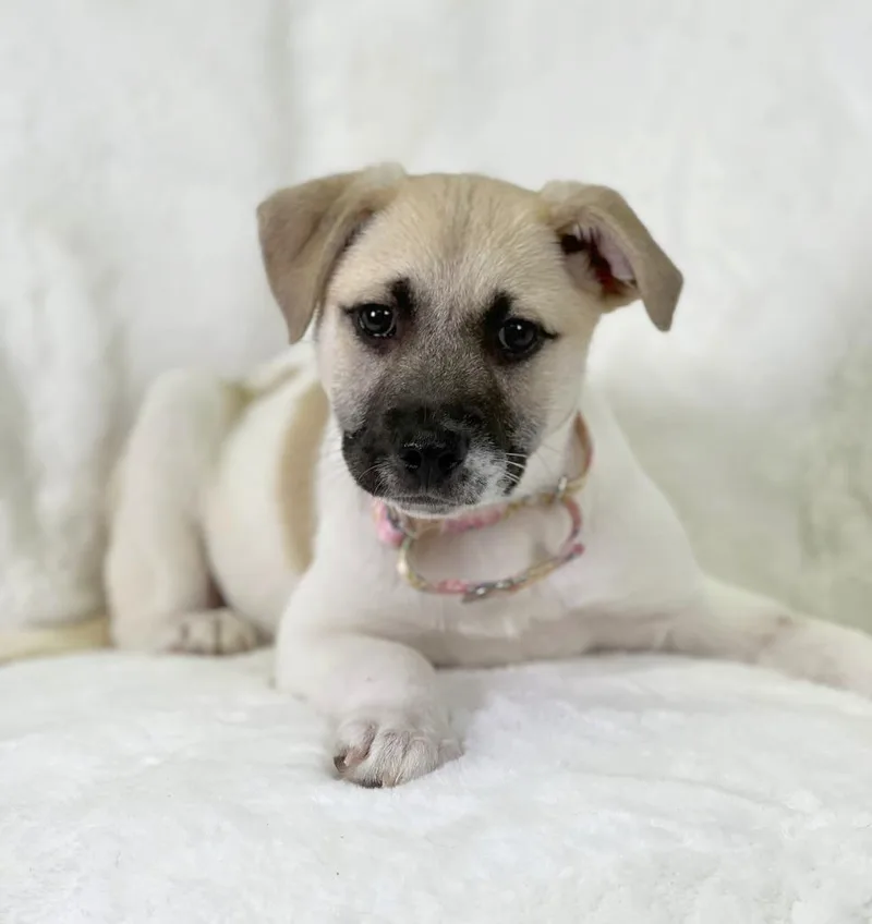 Potato Litter  Au thumbnail 3