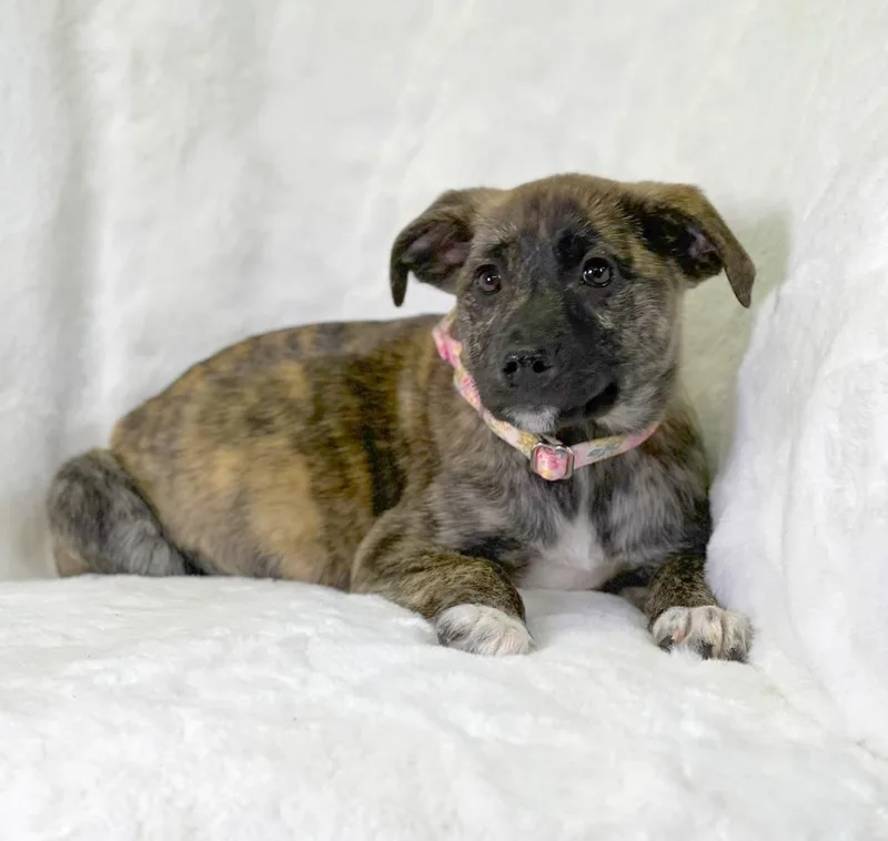 Potato Litter  Curly