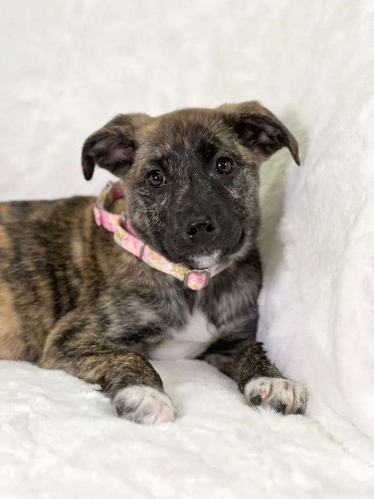 Potato Litter  Curly thumbnail 3