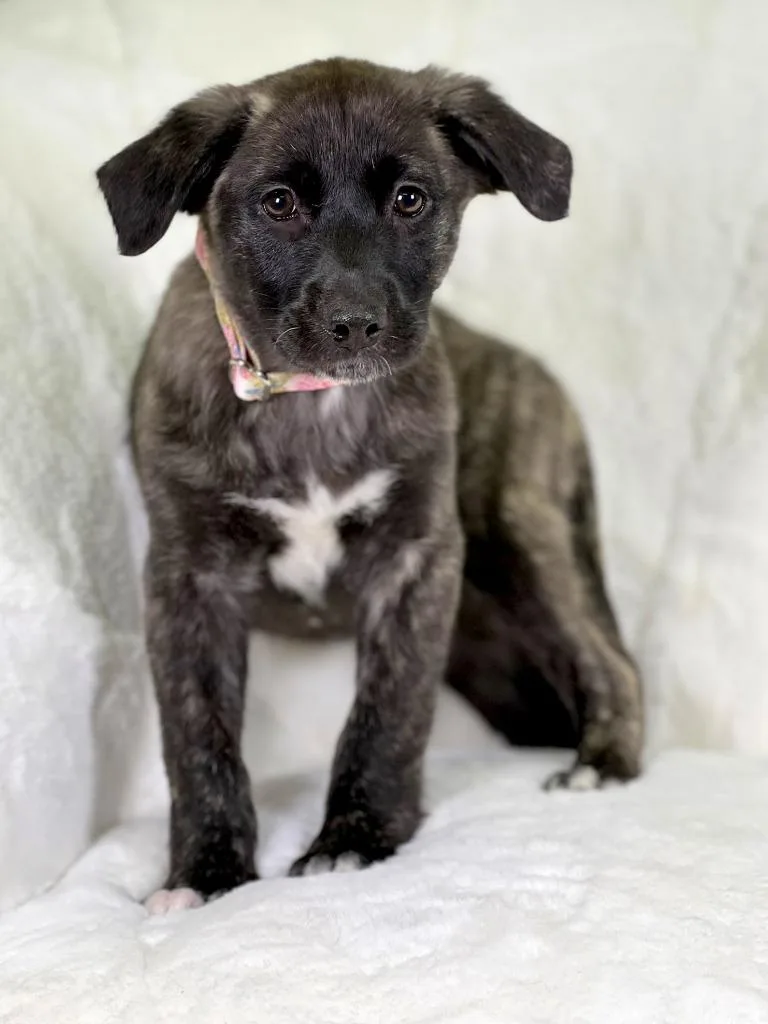 Potato Litter  Hashbrown thumbnail 2