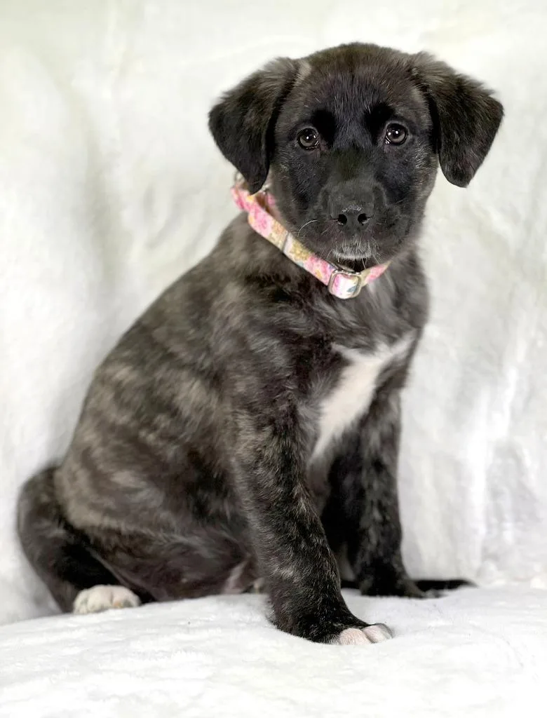 Potato Litter  Hashbrown thumbnail 3