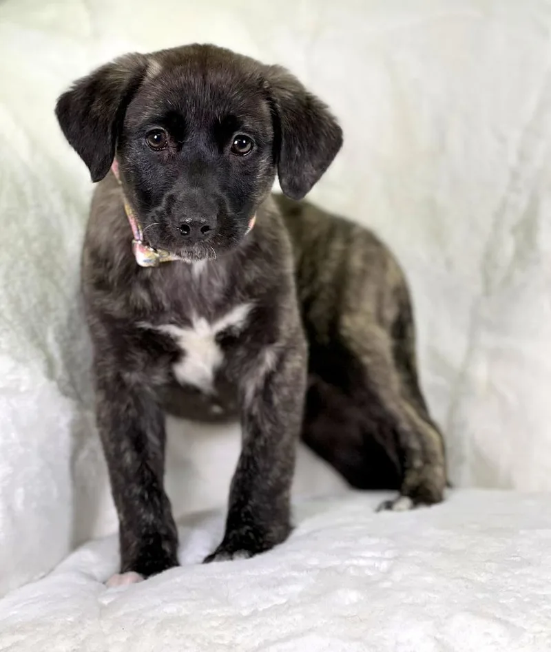 Potato Litter  Hashbrown thumbnail 4