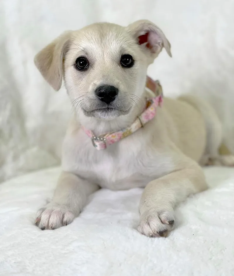 Potato Litter  Loaded