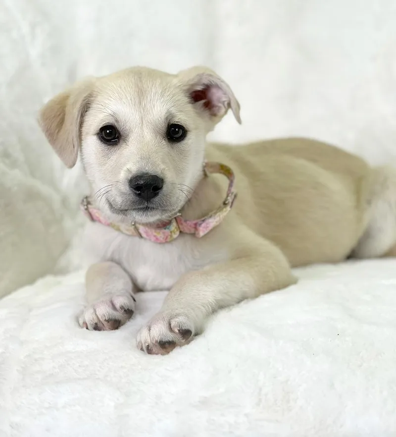 Potato Litter  Loaded thumbnail 2