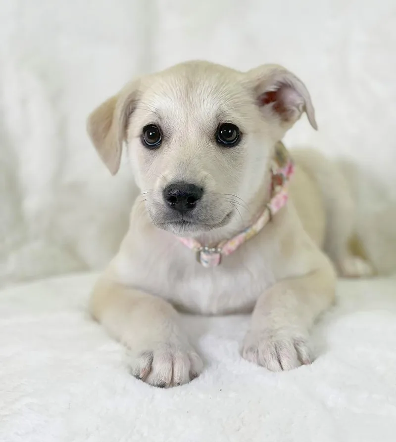 Potato Litter  Loaded thumbnail 3