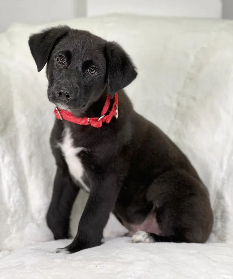 Potato Litter  Mashed