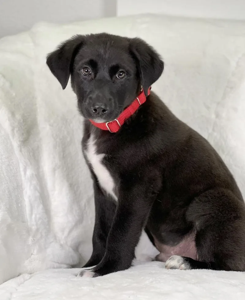 Potato Litter  Mashed thumbnail 2