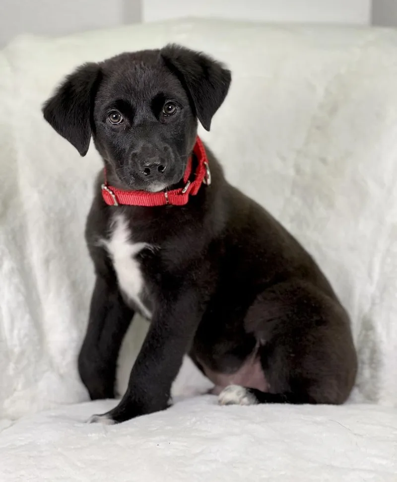 Potato Litter  Mashed thumbnail 3