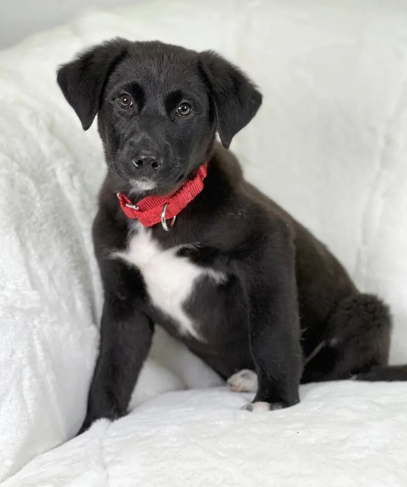 Potato Litter  Mashed thumbnail 4