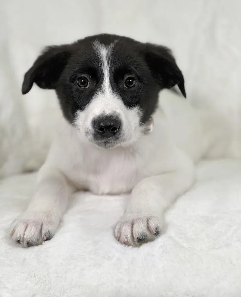 Potato Litter Waffle