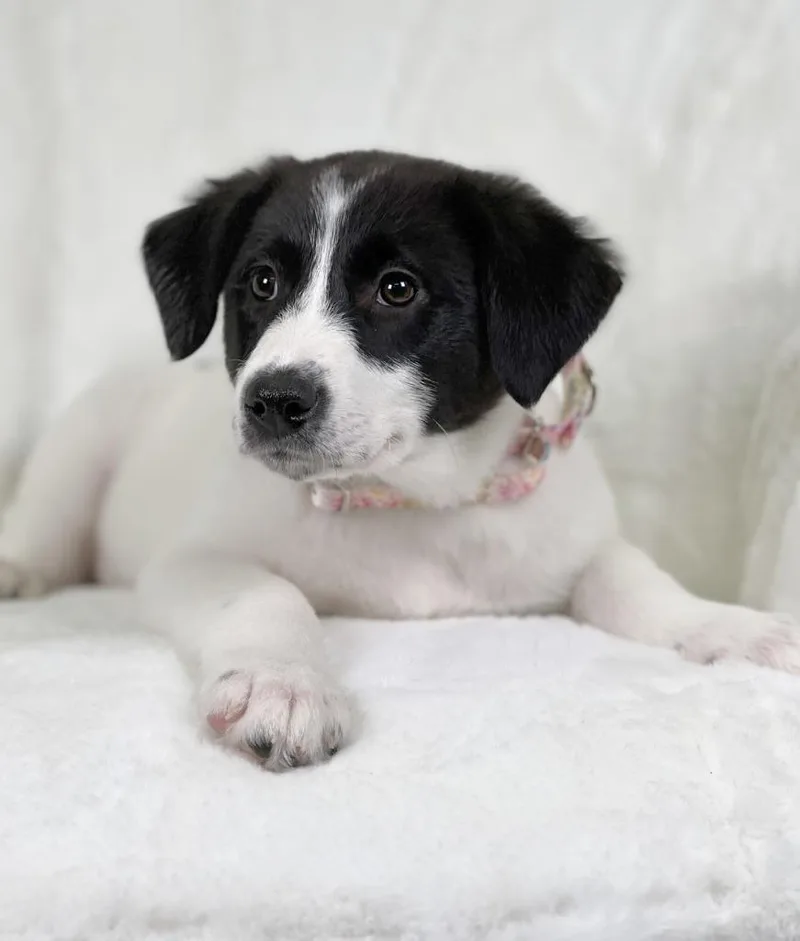 Potato Litter  Waffle thumbnail 2