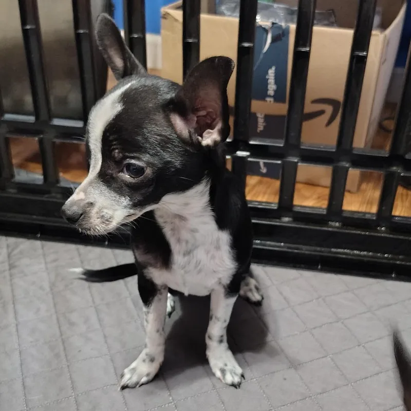 Snowflake thumbnail 2