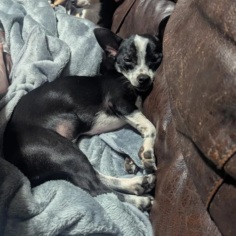 Snowflake thumbnail 3