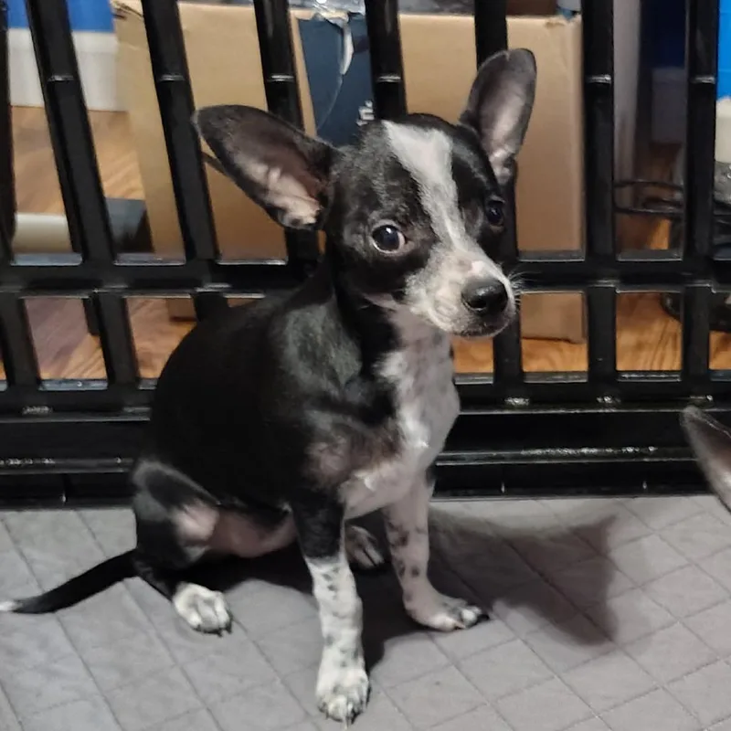 Snowflake thumbnail 4