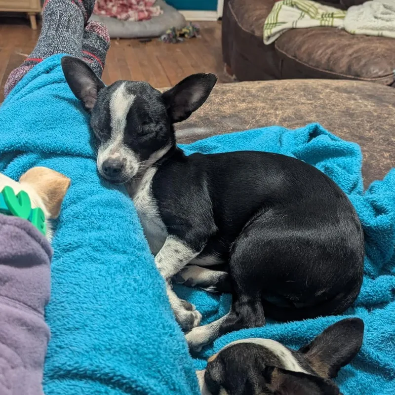 Snowflake thumbnail 6