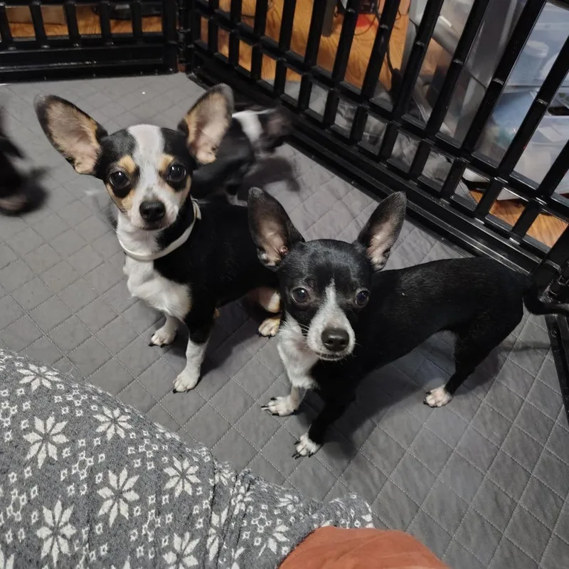 Sweetie Pie thumbnail 2