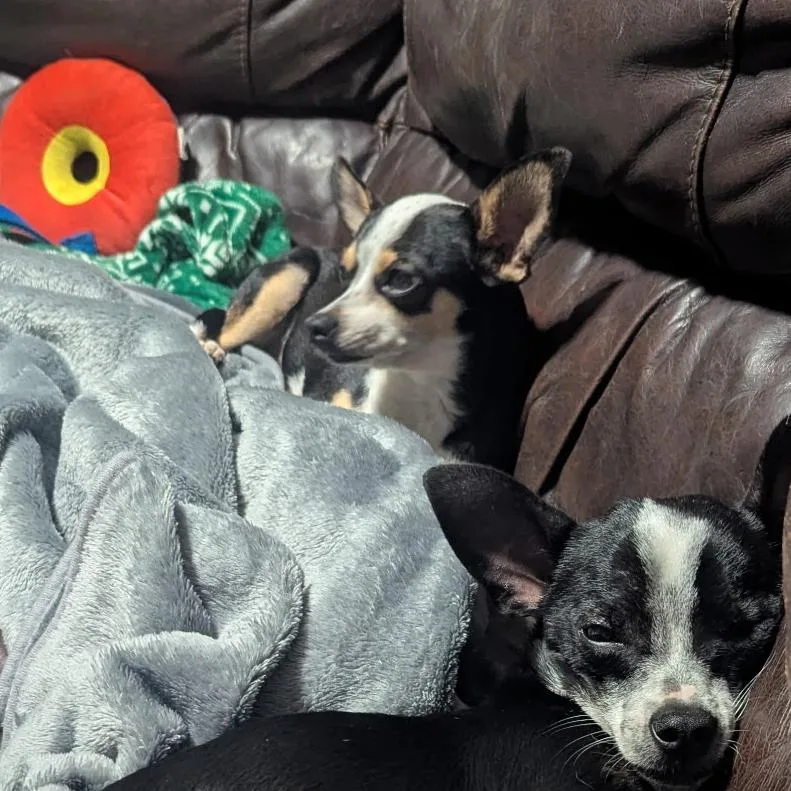 Sweetie Pie thumbnail 4