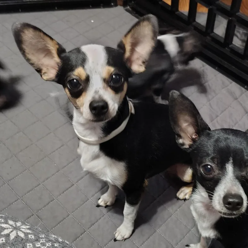 Sweetie Pie thumbnail 5