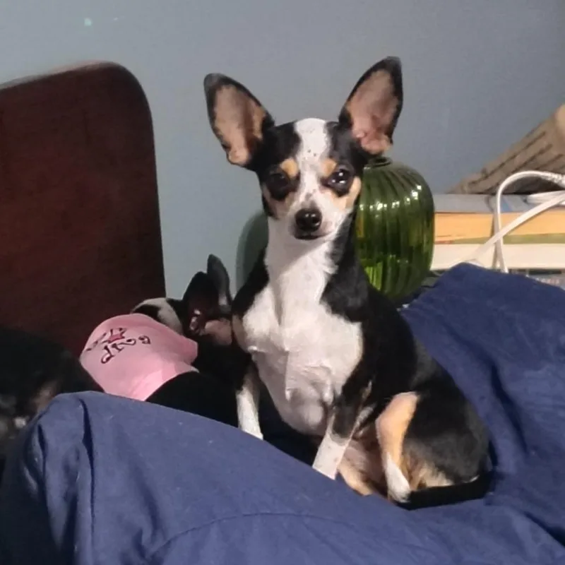 Sweetie Pie thumbnail 6