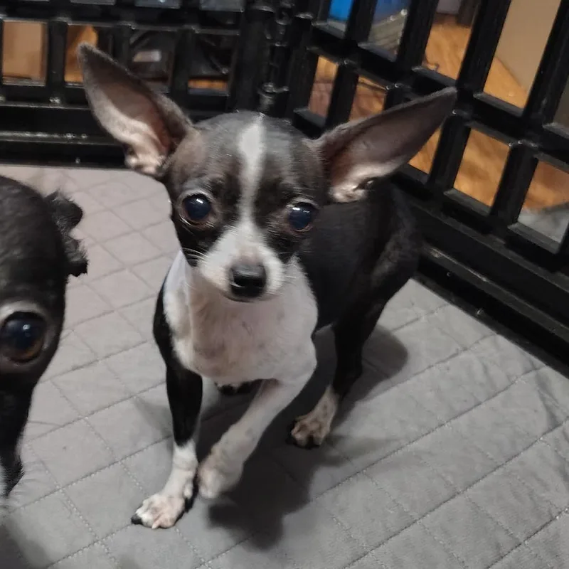 Victoria thumbnail 2