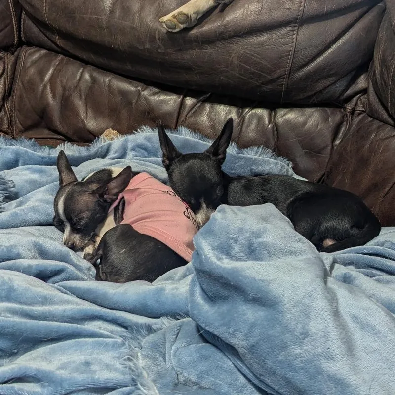 Victoria thumbnail 4