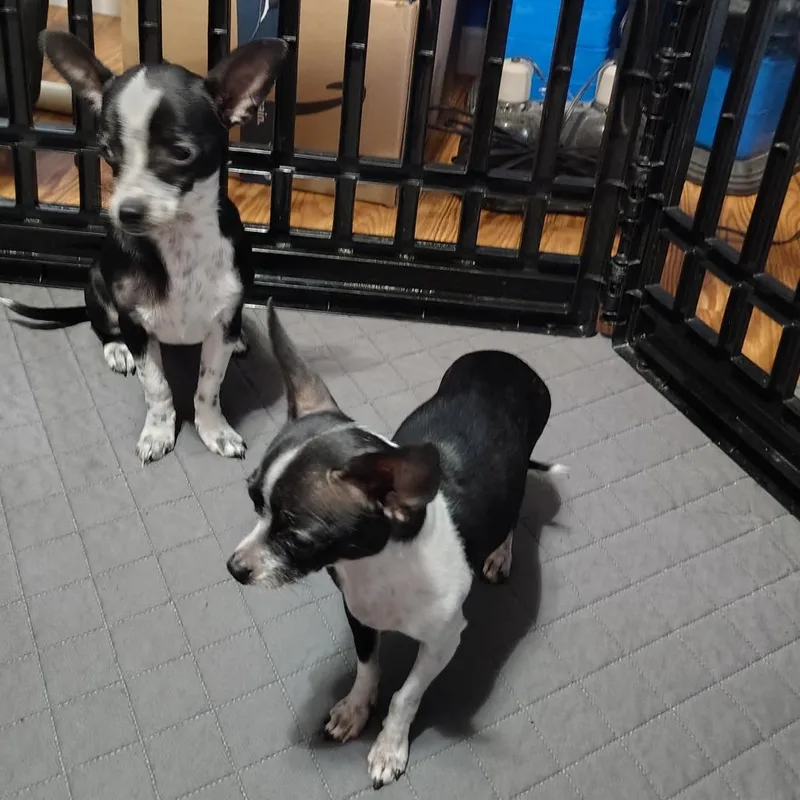 Victoria thumbnail 5