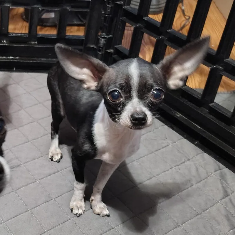 Victoria thumbnail 6