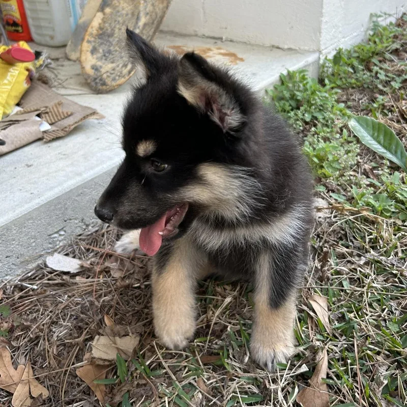 Wolf Pup thumbnail 3