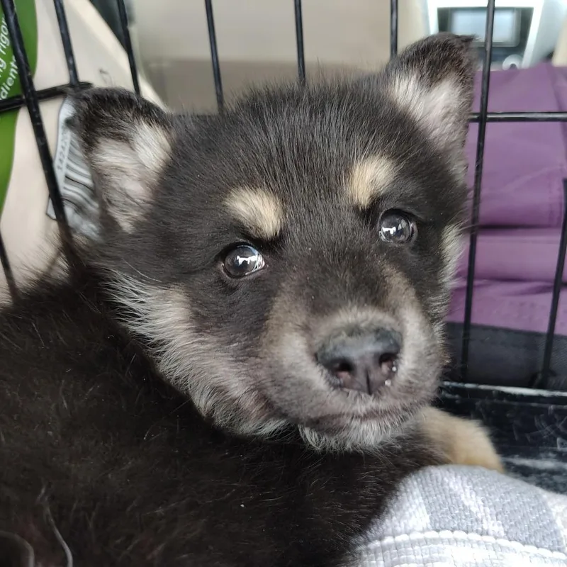 Wolf Pup thumbnail 4