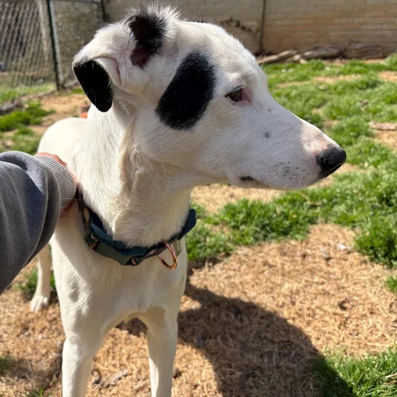 Marachino thumbnail 3