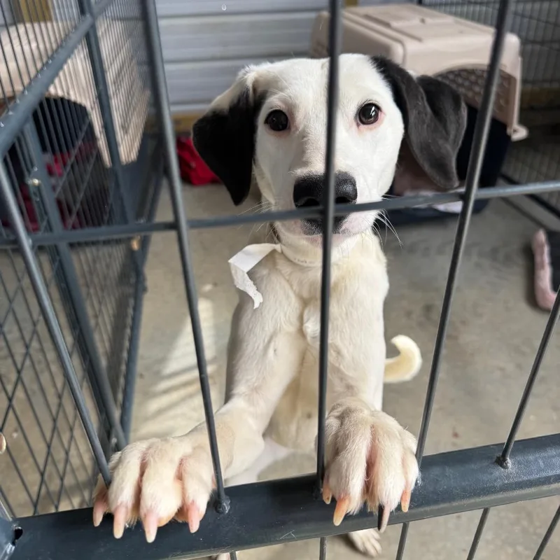 Marachino thumbnail 6