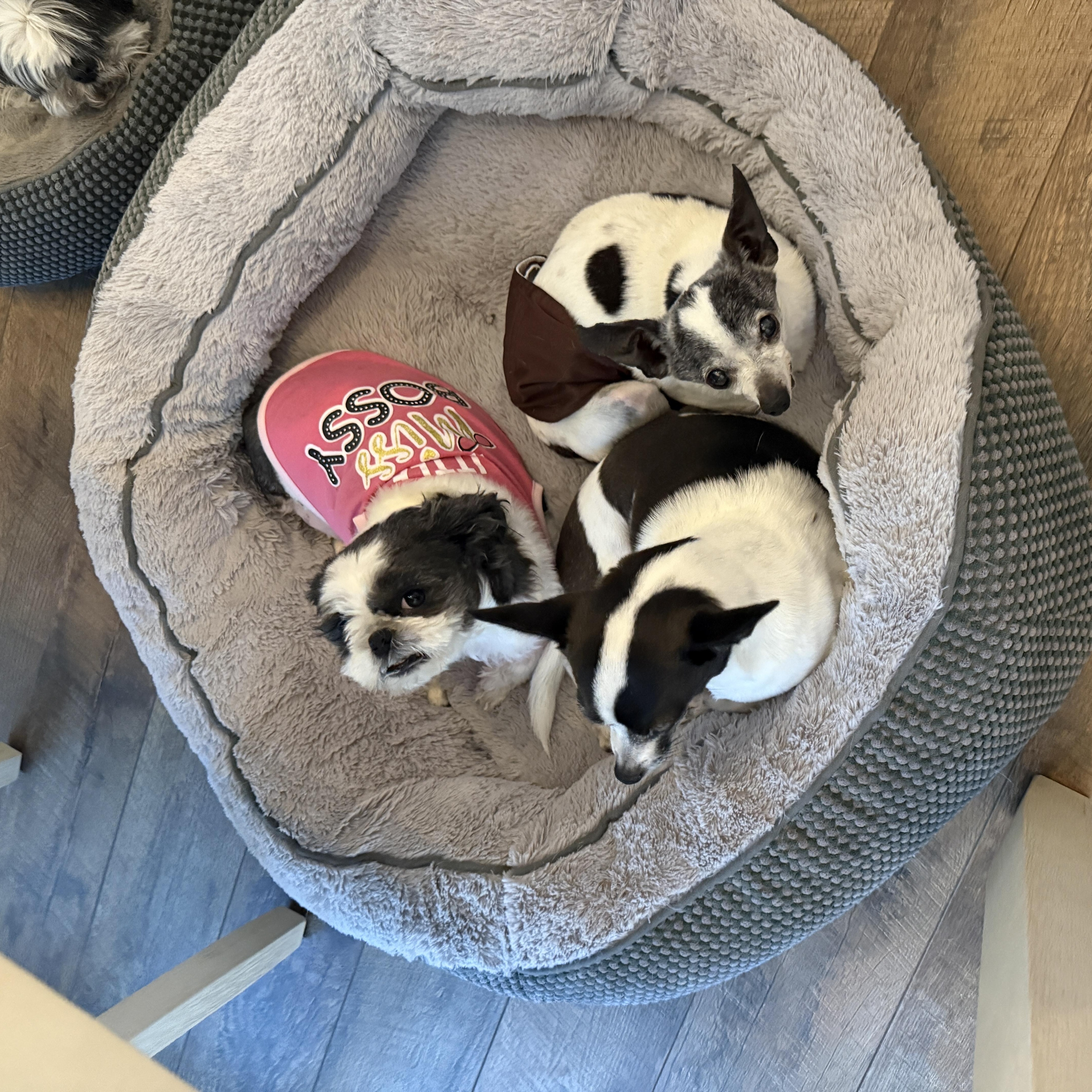 Charlotte thumbnail 2