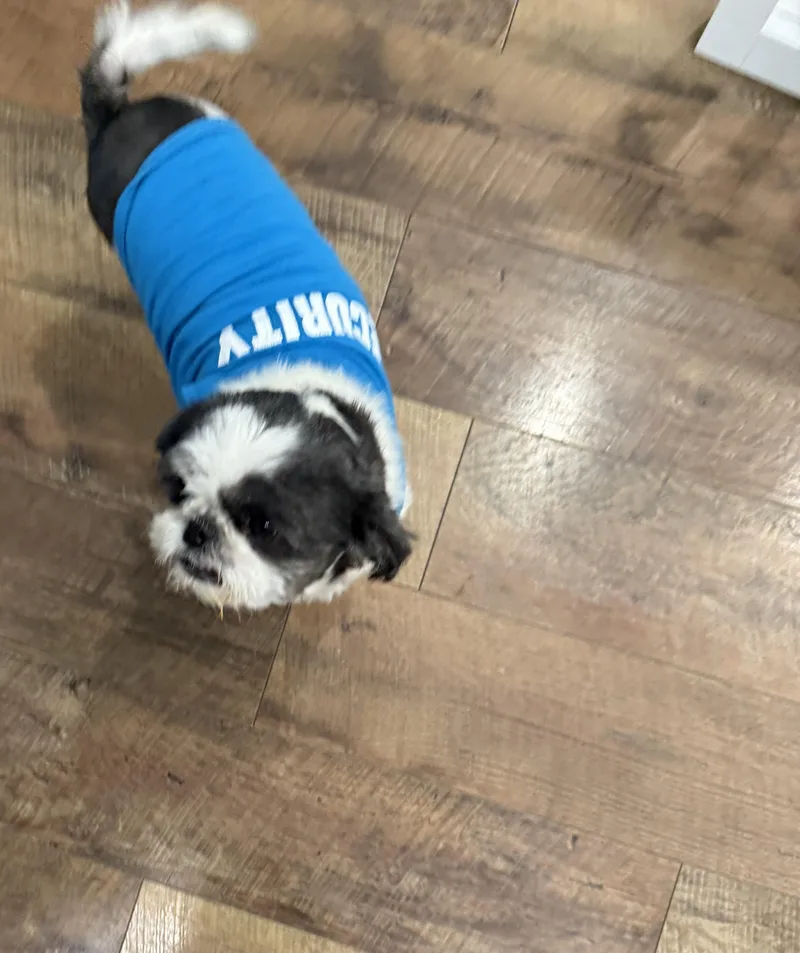 Charlotte thumbnail 3