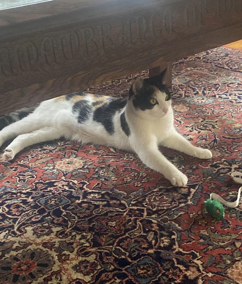 Frisée thumbnail 2