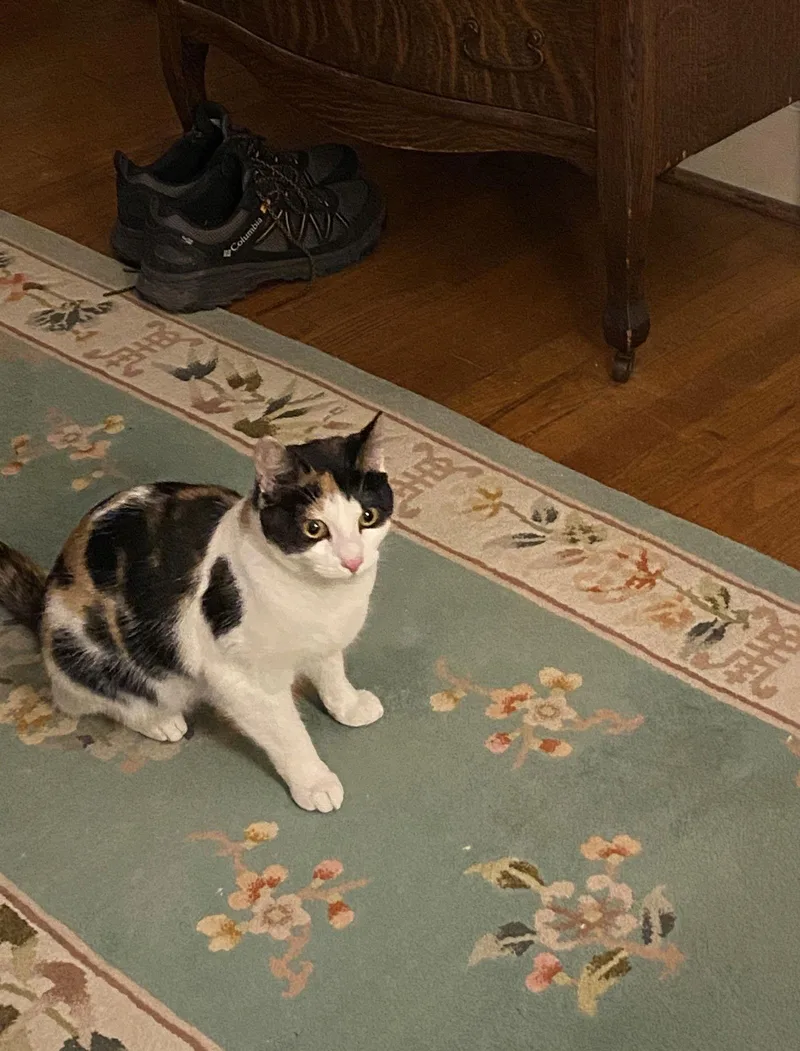 Frisée thumbnail 3